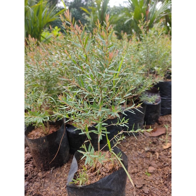 Jual pohon minyak kayu putih | Shopee Indonesia