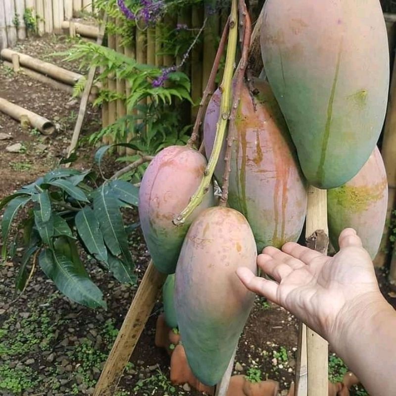 Jual Pohon Mangga Kiojay | Cepat Berbuah | Berbuah Di Dalam Pot | BIBIT ...