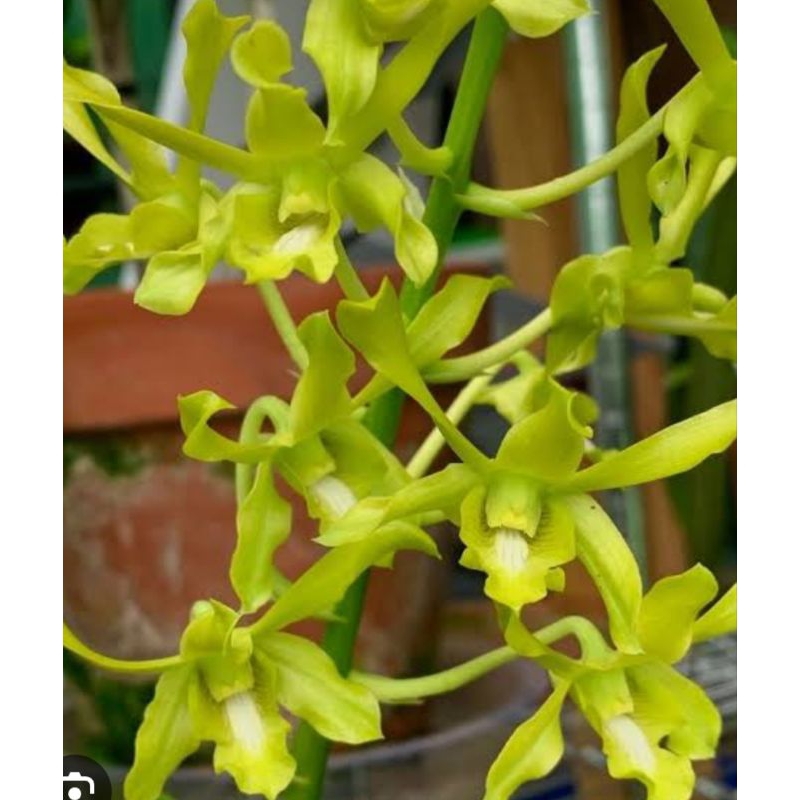 Jual Anggrek Dendrobium Caesar Green | Shopee Indonesia