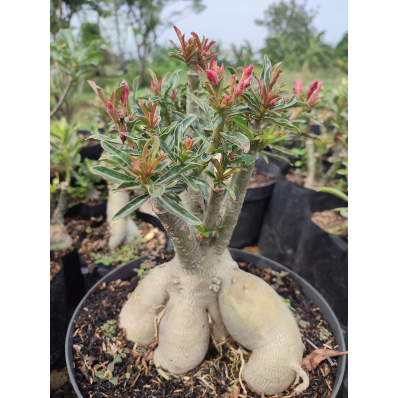 Jual adenium bunga tumpuk big size | Shopee Indonesia