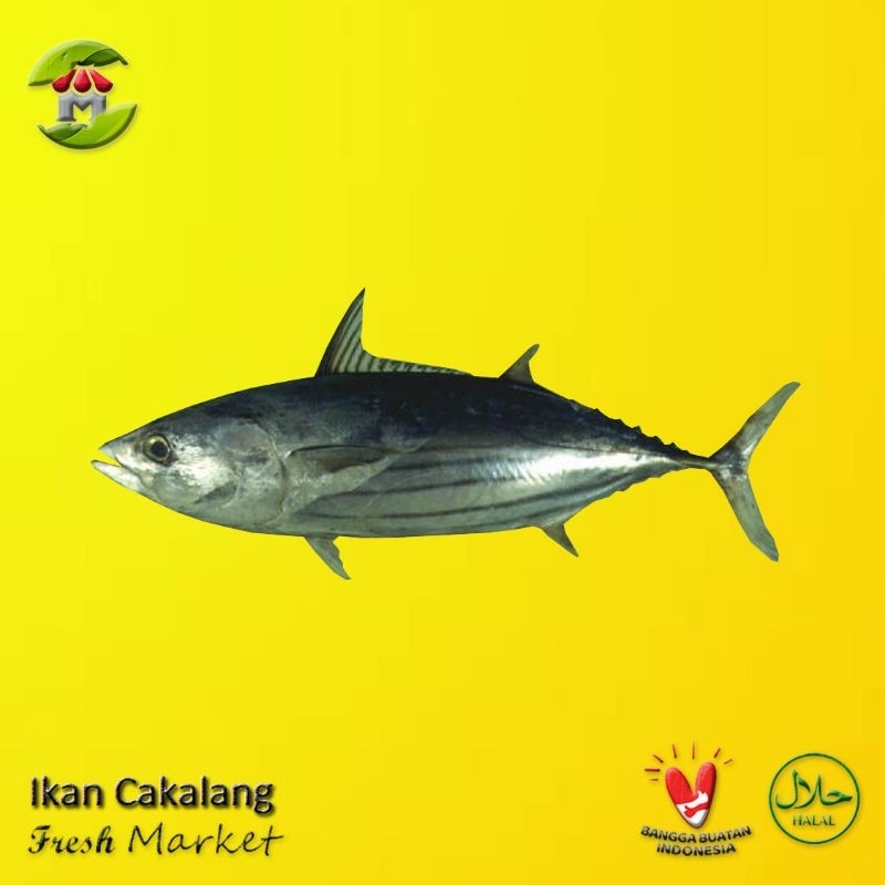 Jual Ikan Cakalang 900gr - 1.000gr | Shopee Indonesia