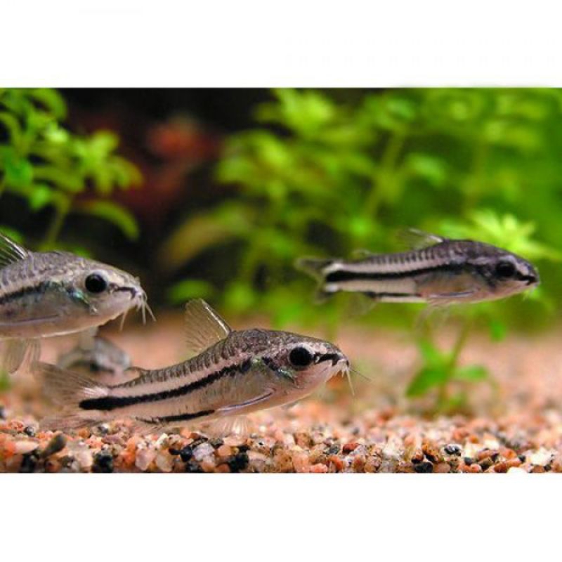 Jual Cory Pygmaeus | Shopee Indonesia