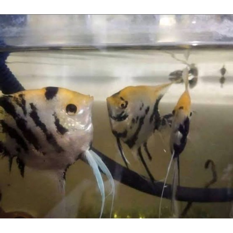 Jual IKAN HIAS MANFISH BSP GOLDEN TRI COLOR ALTUM PINOY PLATINUM RED ...