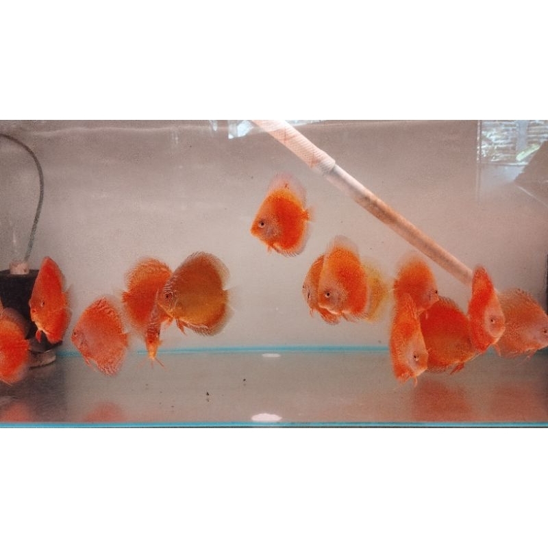Jual discus 3 inch body | Shopee Indonesia