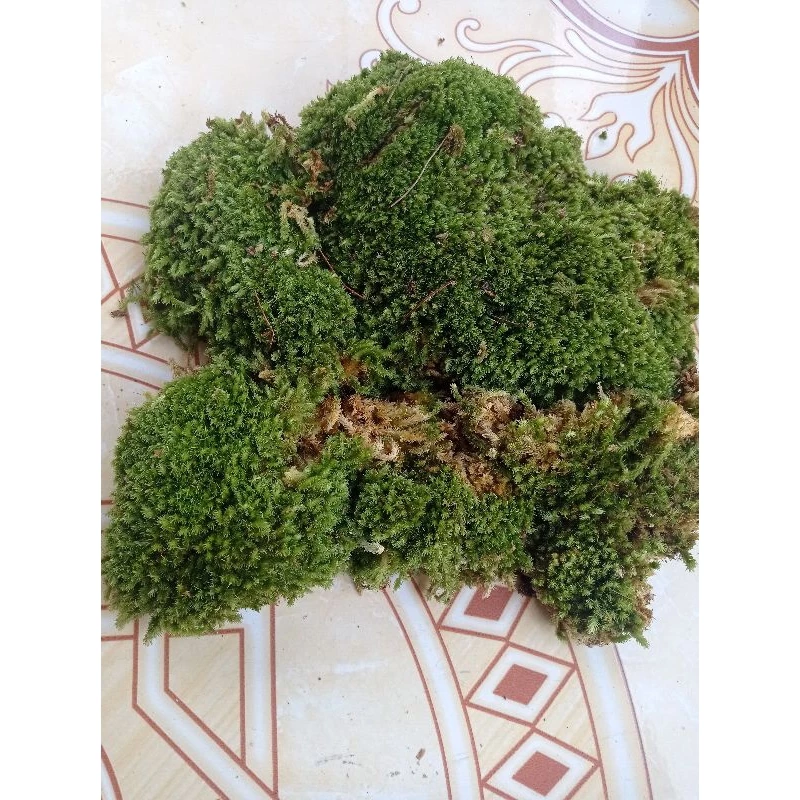 Jual Lumut Blitar