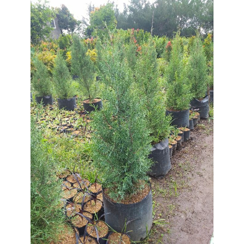 Jual Tanaman Cemara Wangi, Cemara Natal, Cemara Rentes Tinggi 1 meter ...