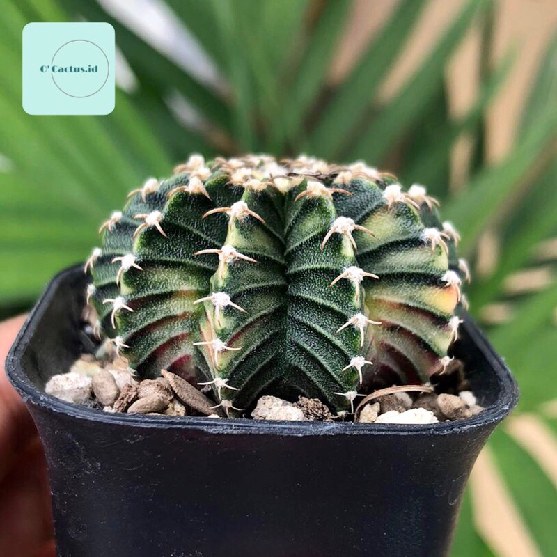 Jual Gymnocalycium LB Hybrid Varigata kaktus gymno var pink orange miha ...