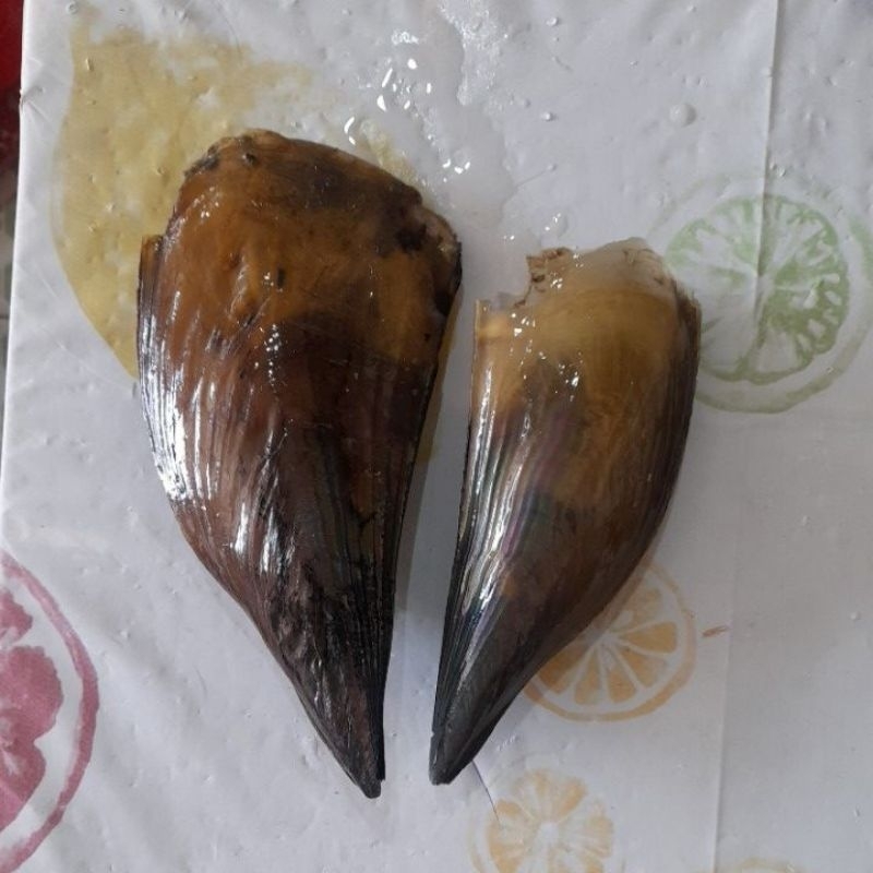 Jual Kerang Kampak Terlengkap & Harga Terbaru Juli 2026 | Shopee Indonesia