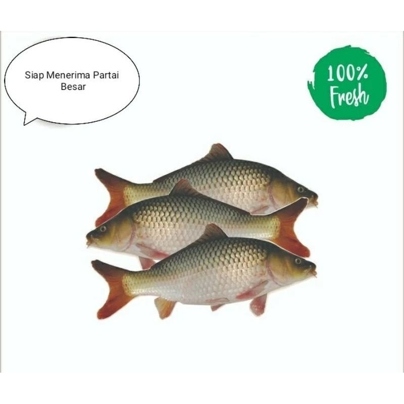 Jual Ikan Mas Fresh Harian Kg Shopee Indonesia