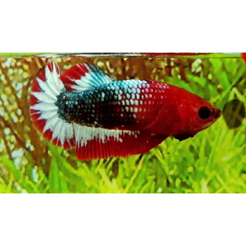 Jual FCCP RED HEAD GRADE (1 PAIR ) | Shopee Indonesia