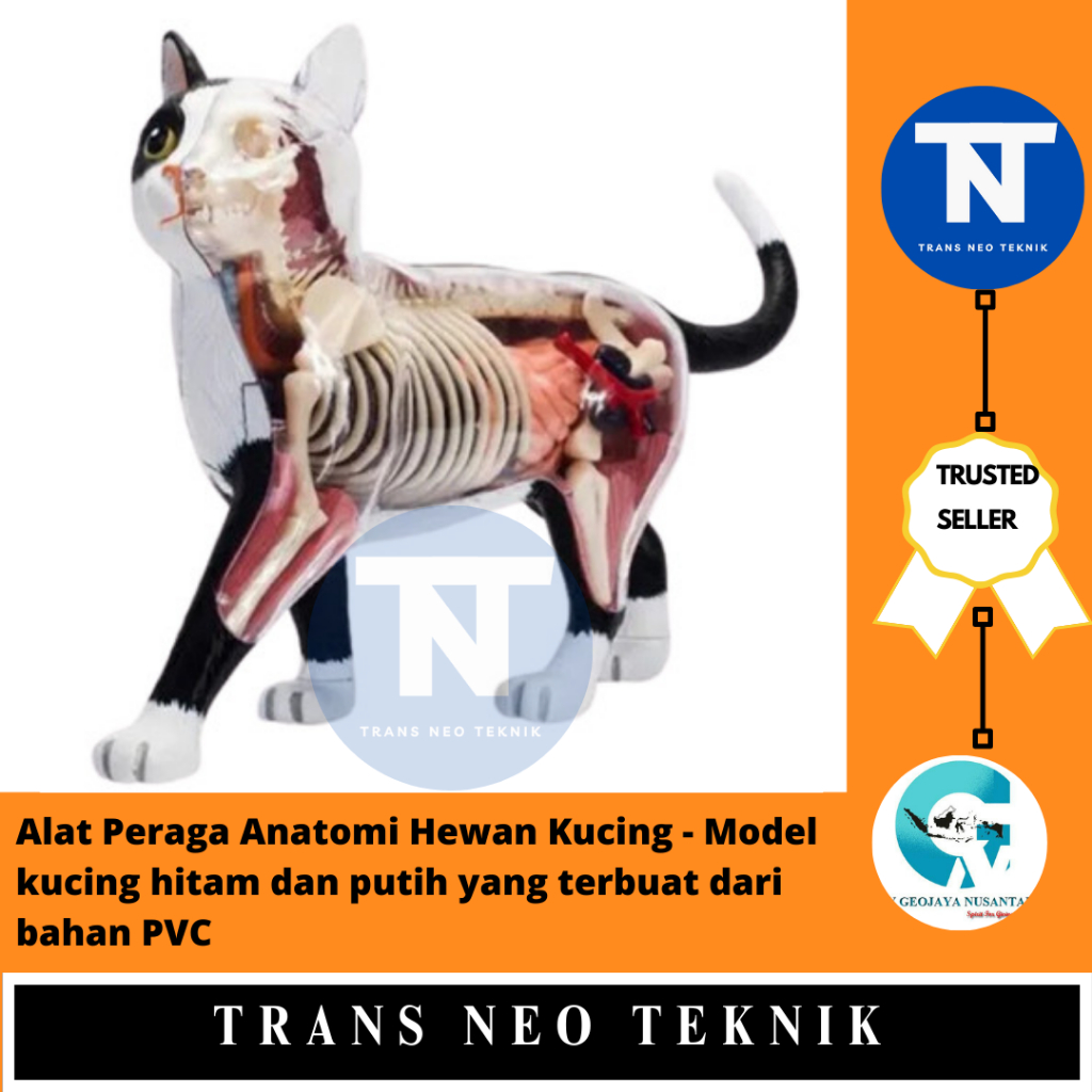 Jual Alat Peraga Anatomi Hewan Kucing - Model kucing hitam dan putih ...