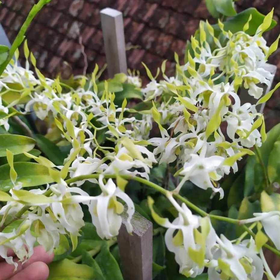 Jual [ REMAJA ] Dendrobium Rabbit Spatulata | Shopee Indonesia