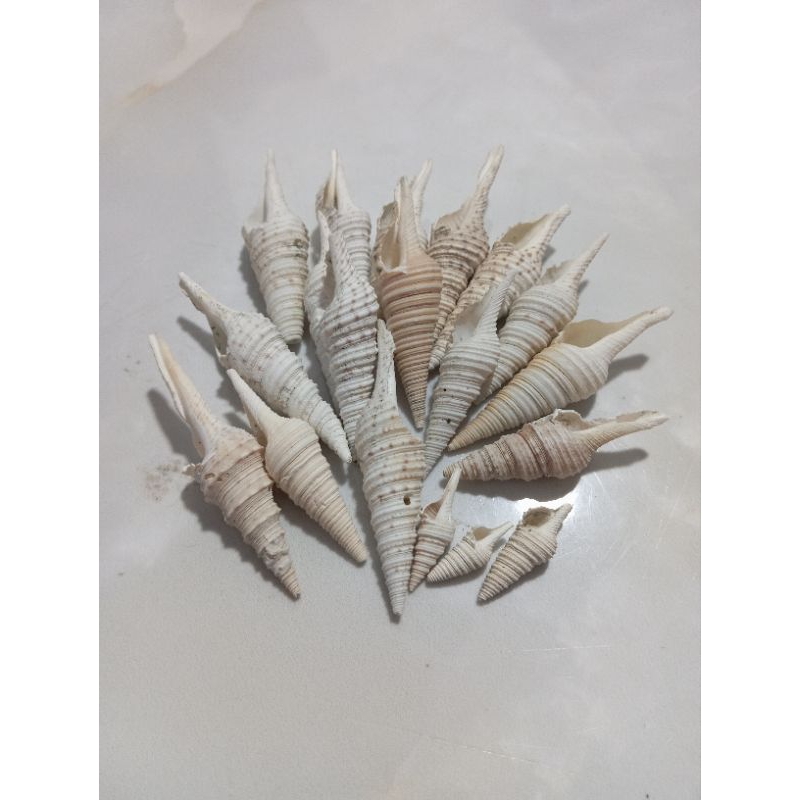 Jual cangkang kerang terompet cucut( 1 pcs) | Shopee Indonesia