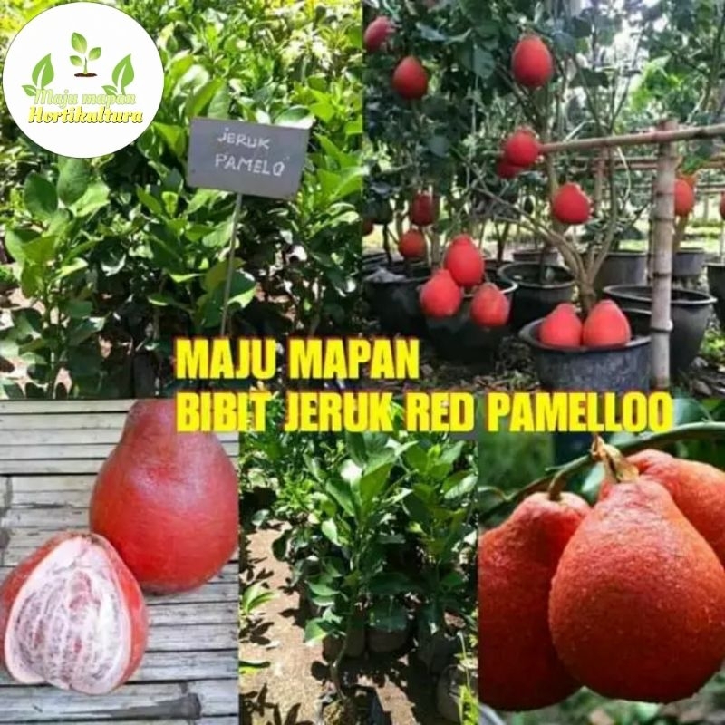 Jual Bibit Jeruk Red Pamelo Jeruk Bali Merah Shopee Indonesia