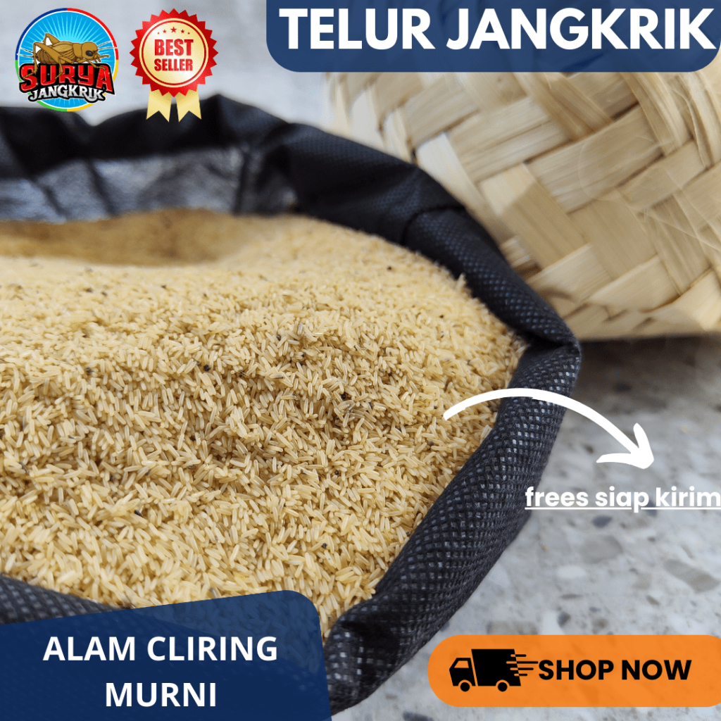 Jual Bibit jangkrik ALAM CLIRING kemasan 300 gram telor jangkrik untuk ...