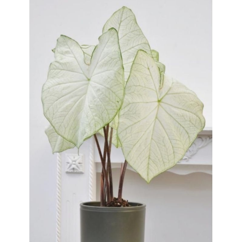 Jual Florida Moonlight Caladium Moonlight / Keladi Hias Moonlight ...