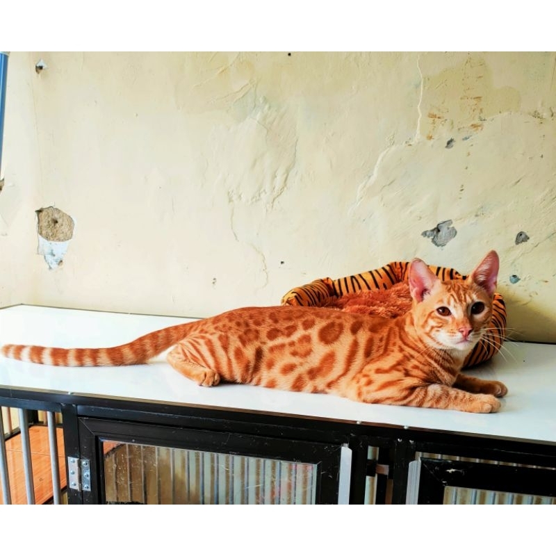 Jual kucing Ras Murni Jantan usia 1 tahun. free keranjang hewan ...