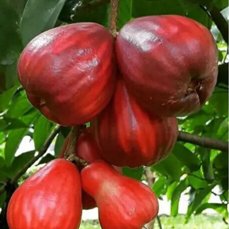 Jual Jambu jamaika batang besar siap berbuah | Shopee Indonesia