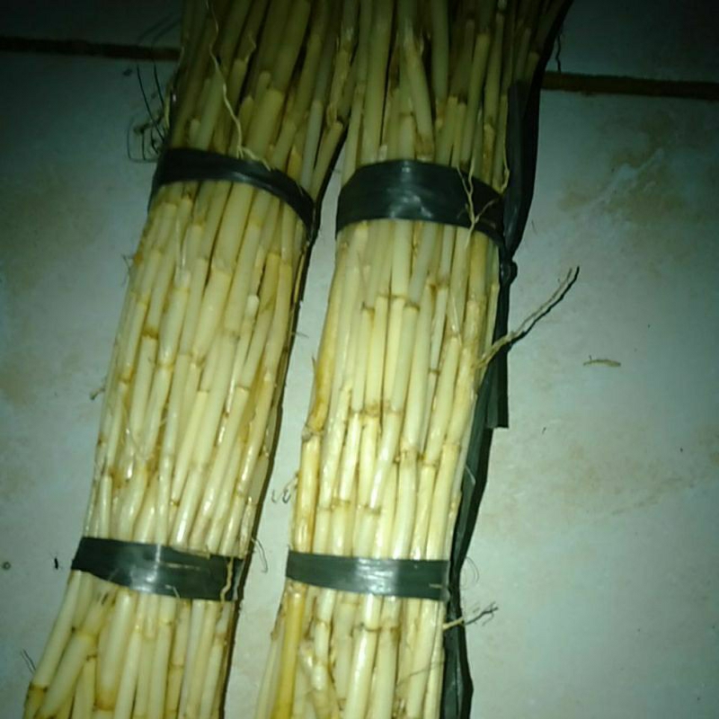 Jual AKAR ALANG ALANG~TANAMAN ALANG-ALANG~Rhizoma Akar Alang~Imperata ...