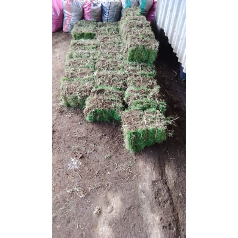 Jual Rumput Jepang 1 Ikat Isi 7 Lembar | Shopee Indonesia