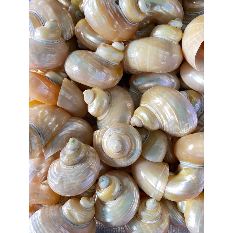 Jual KULIT KERANG MATA LEMBU/TALEMBU/RUMAH KELOMANG | Shopee Indonesia