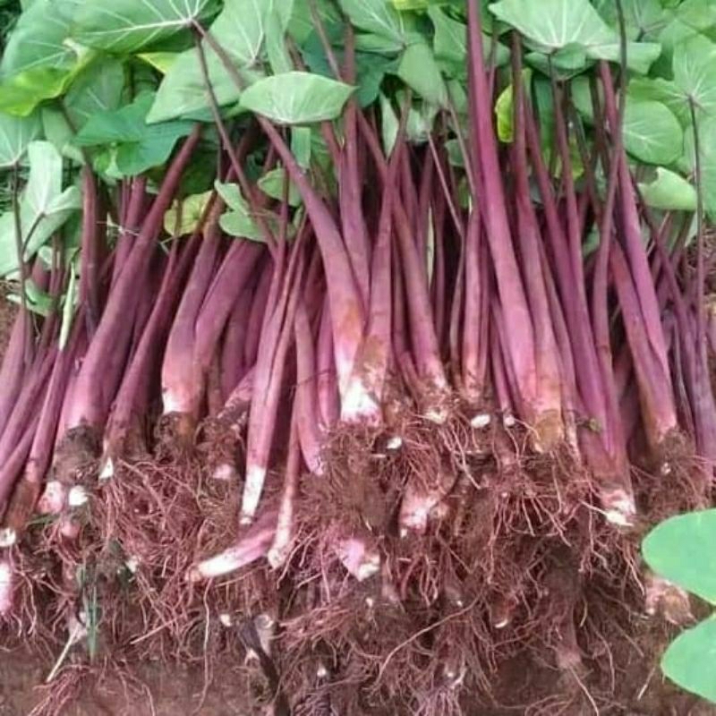 Jual Bibit Talas Bogor Pratama 3/Talas Ungu/Talas P3 (Isi 40 bibit
