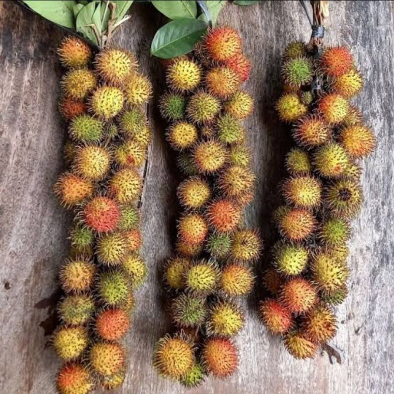 Jual PROMO!! MURAH BUAH RAMBUTAN ACE PELAT MANIS PER 1 IKAT | Shopee ...