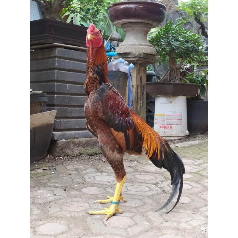 Jual AYAM SHAMO JAPAN ORI PUKUL LARI (TELUR FERTIL) | Shopee Indonesia