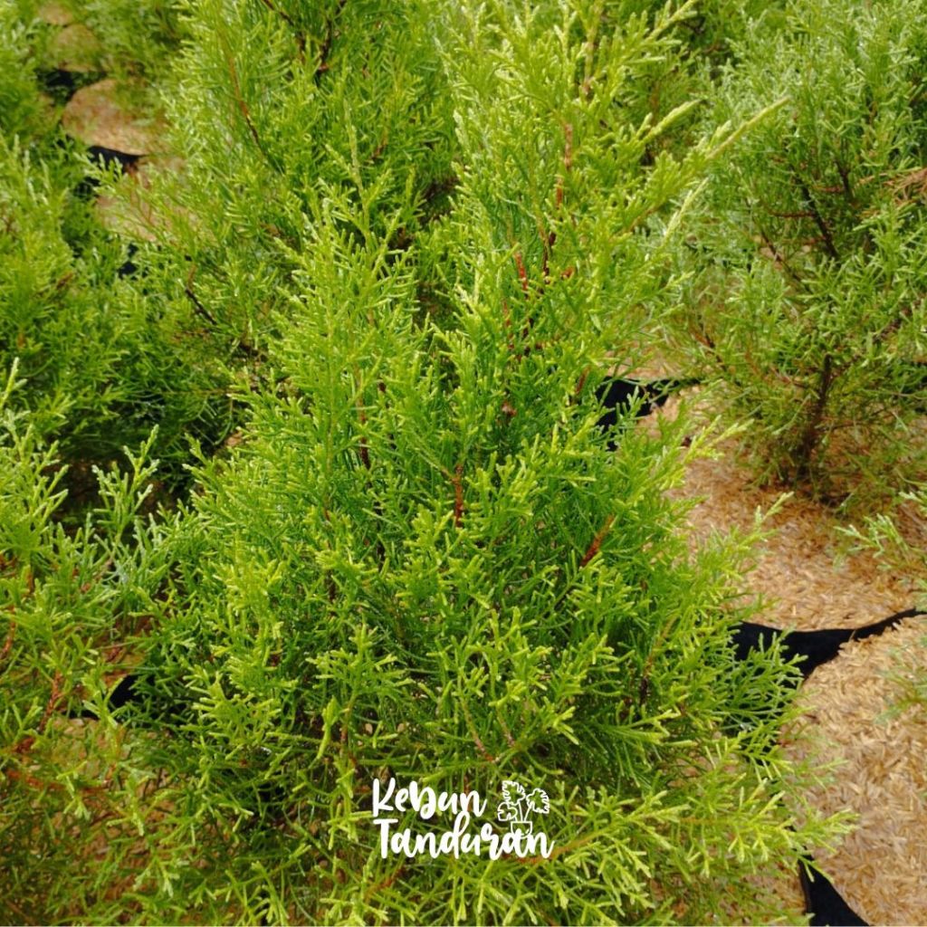 Jual Tanaman Cemara Wangi Rentes /Rintis Wangi Pohon Cemara Tanaman ...