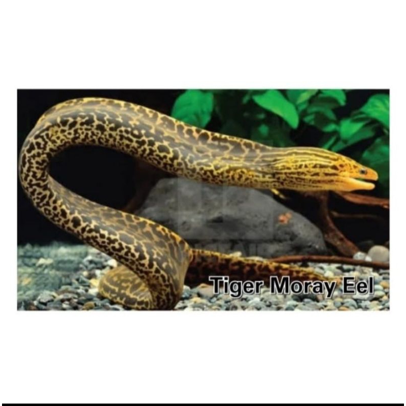 Jual Tiger Moray Eel UK 3040 cm Shopee Indonesia