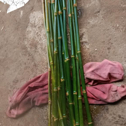 Jual dahan bambu ajir tanaman rambat 50 cm bambu bulat kecil | Shopee ...