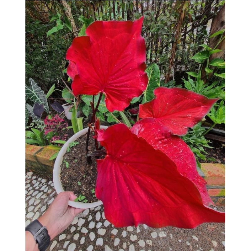 Jual Caladium Red Pelita/Tanaman Hias Hidup/ Keladi Merah Menor Murah ...