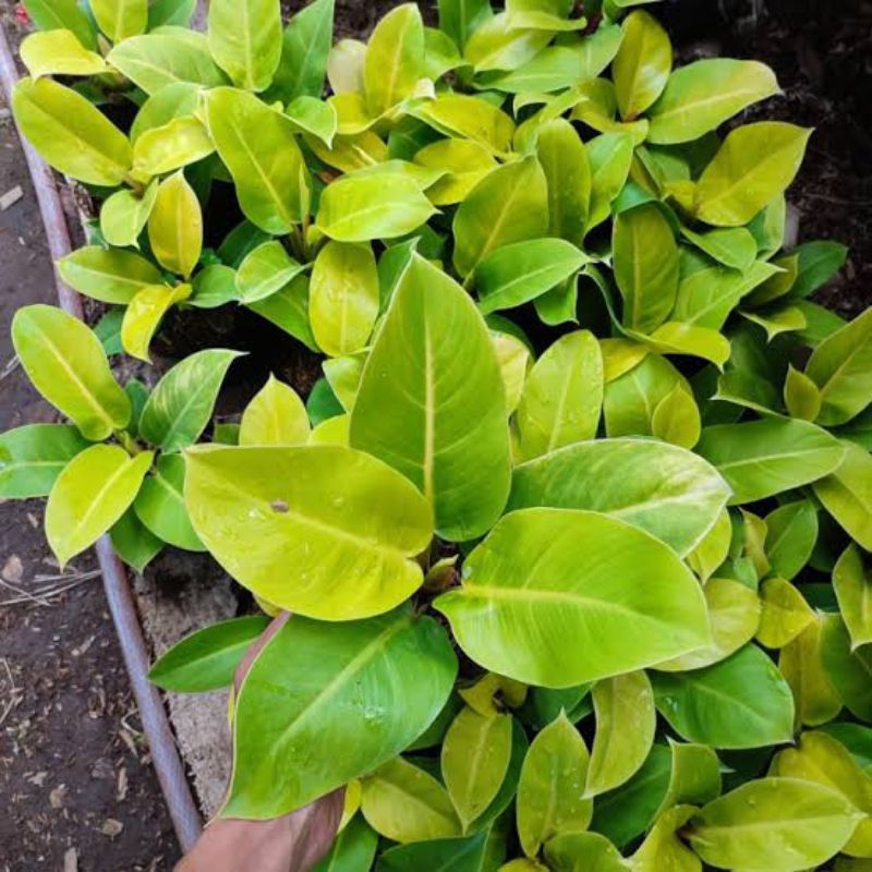 Jual Philo Lemon Kuning Tidak Merambat | Shopee Indonesia