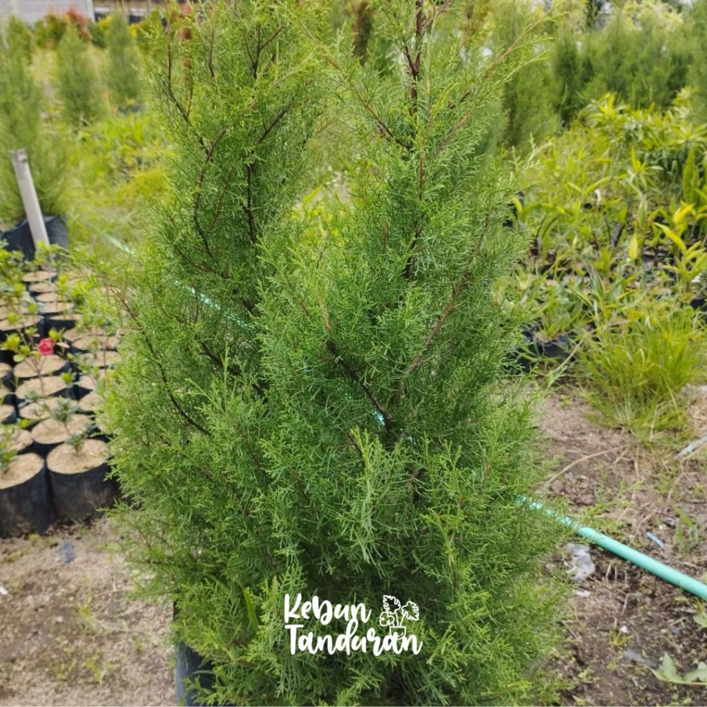 Jual Tanaman Cemara Wangi Rentes Tinggi 1 Meter / Pohon Cemara Rentes ...
