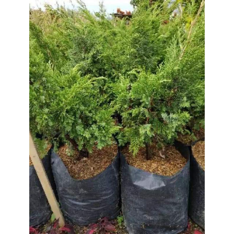 Jual Bahan Bonsai Cemara Papua | Shopee Indonesia