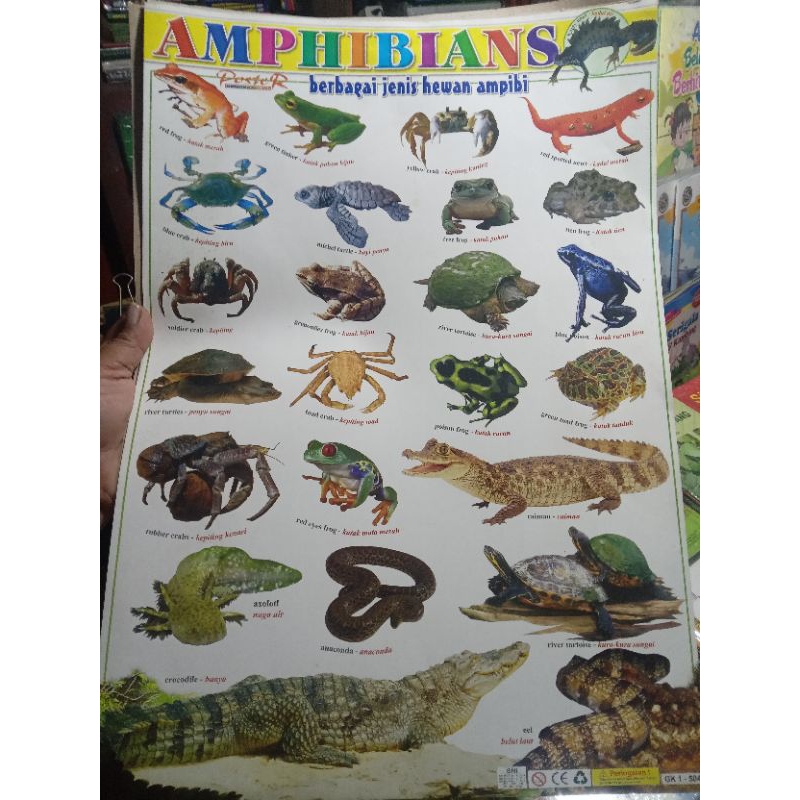 Jual poster edukasi berbagai macam jenis hewan amfibi | Shopee Indonesia