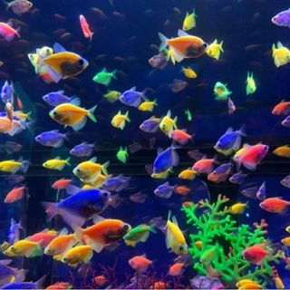 beautiful fish#ikan#aquarium#fish ikan hiyas aquarium..102