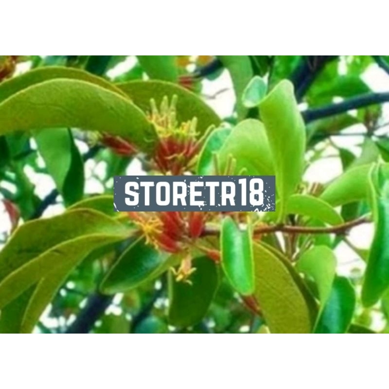 Jual Daun Benalu Pohon Mangga Segar Per Kg Shopee Indonesia