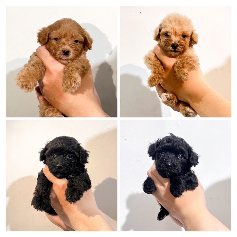 Jual shop teacup poodle