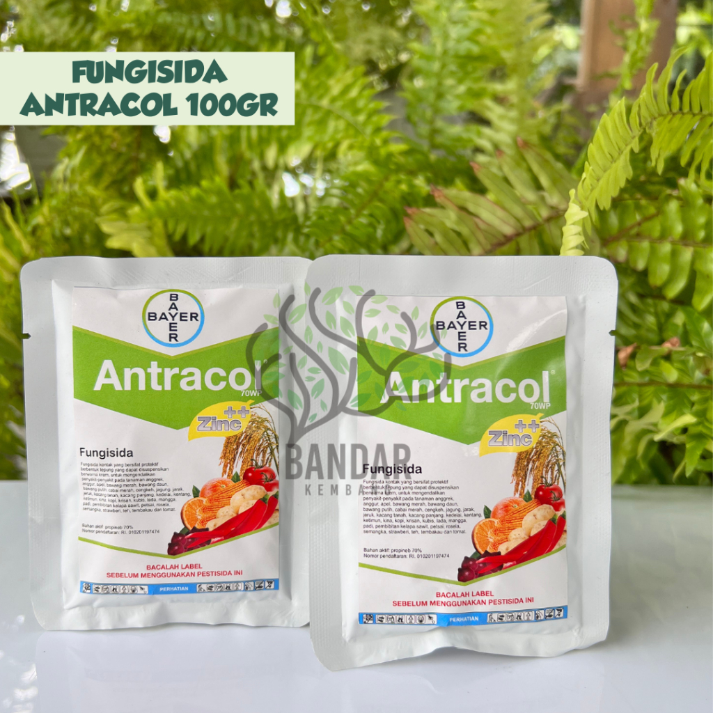 Jual Fungisida Antracol 70 WP + Zinc 100 gram obat fungi hama jamur ...