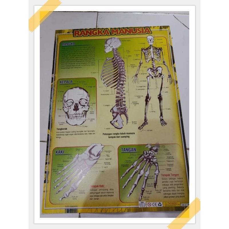 Jual Poster Rangka Manusia | Shopee Indonesia