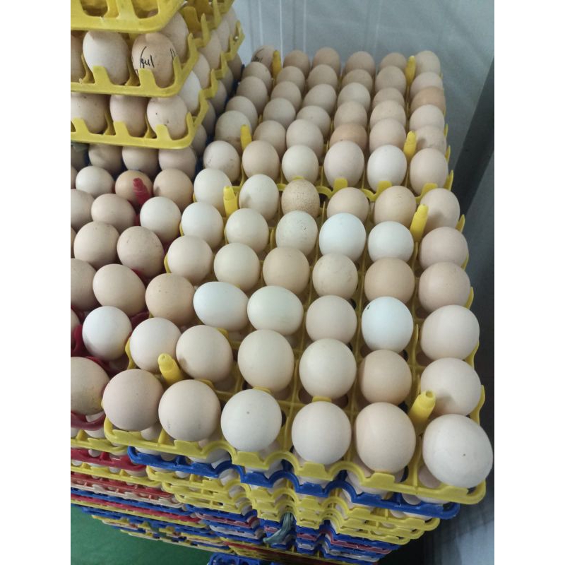 Jual Telur Ayam Ras Putih 1kg | Shopee Indonesia