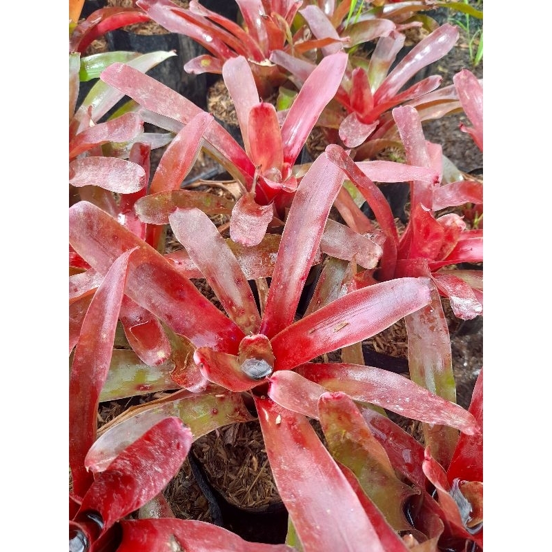 Jual Tanaman Bromelia Api / Neoregelia Fireball / Bromelia Red Ruby ...