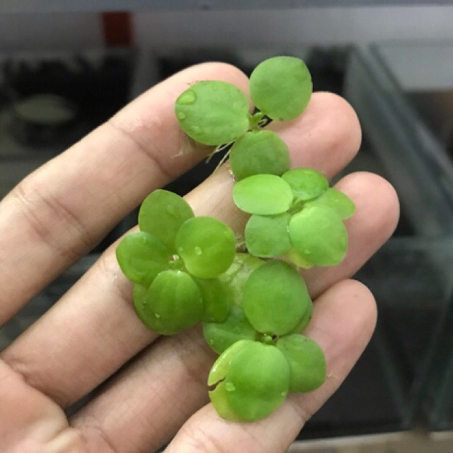 Jual Tanaman Air Aquascape Amazon Frogbit Mini | Shopee Indonesia