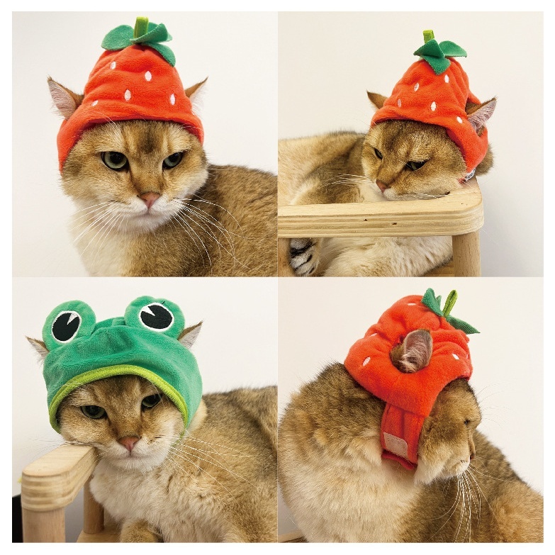 Jual Topi kucing topi hewan topi kucing dan anjing topi kucing murah ...