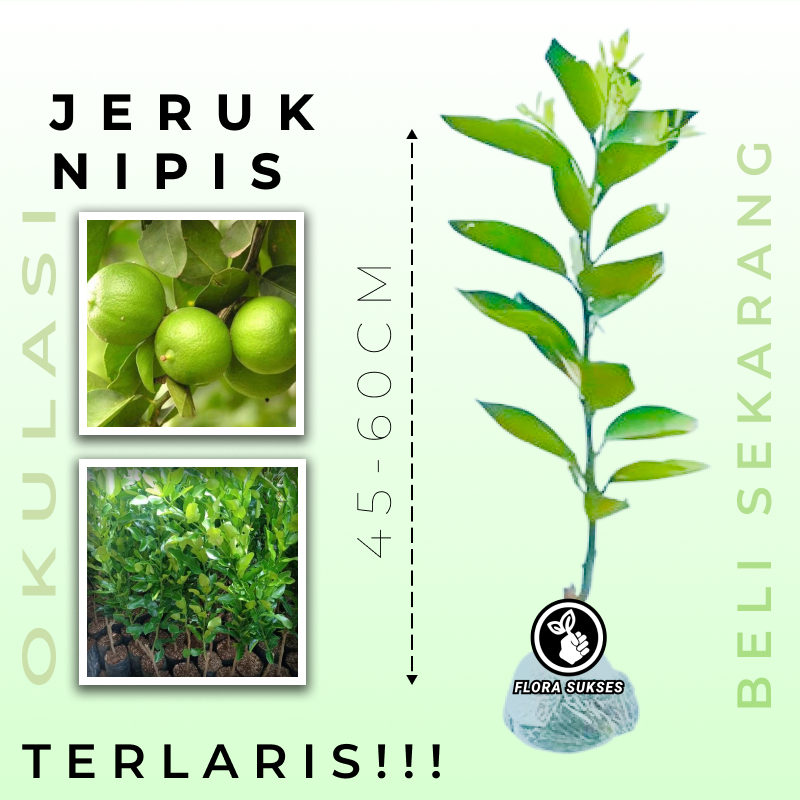 Bibit Tanaman Jeruk Nipis Hasil Okulasi Cepat Berbuahnya