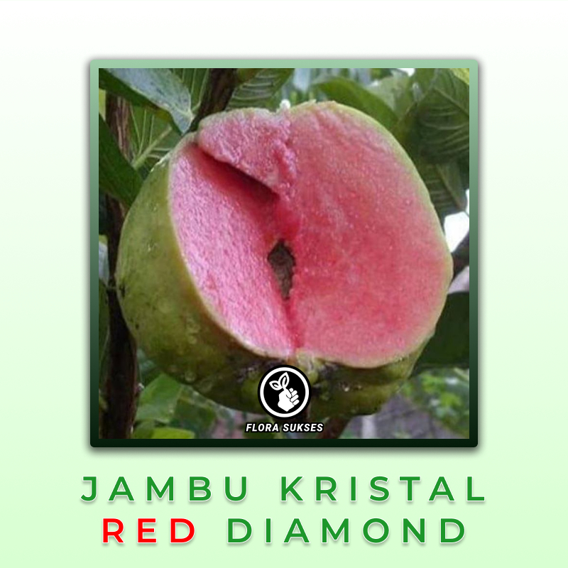 Bibit Tanaman Jambu Kristal Merah Red Diamond Asli Okulasi Pohon Jambu Kristal Merah