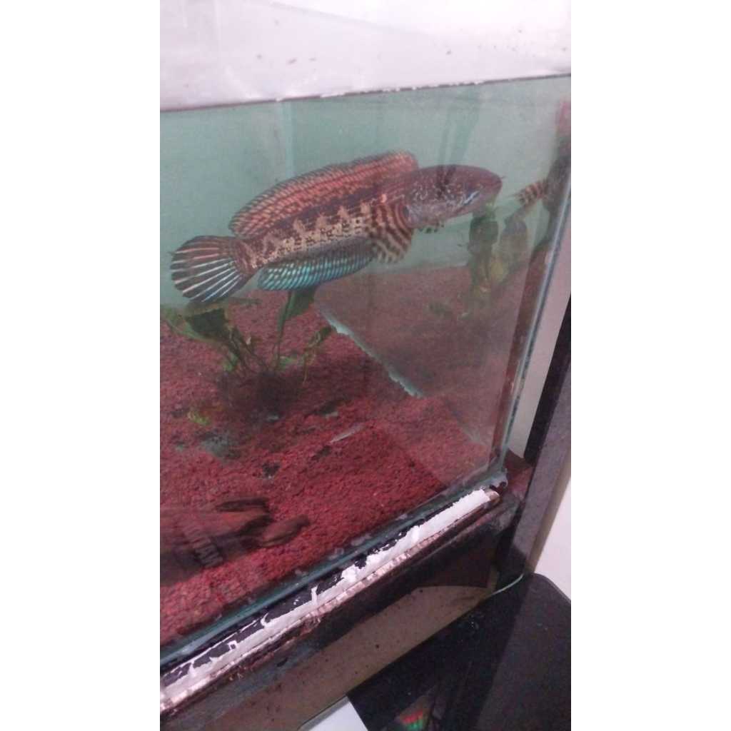 Jual ikan channa auranti - 20 -25 Cm | Shopee Indonesia