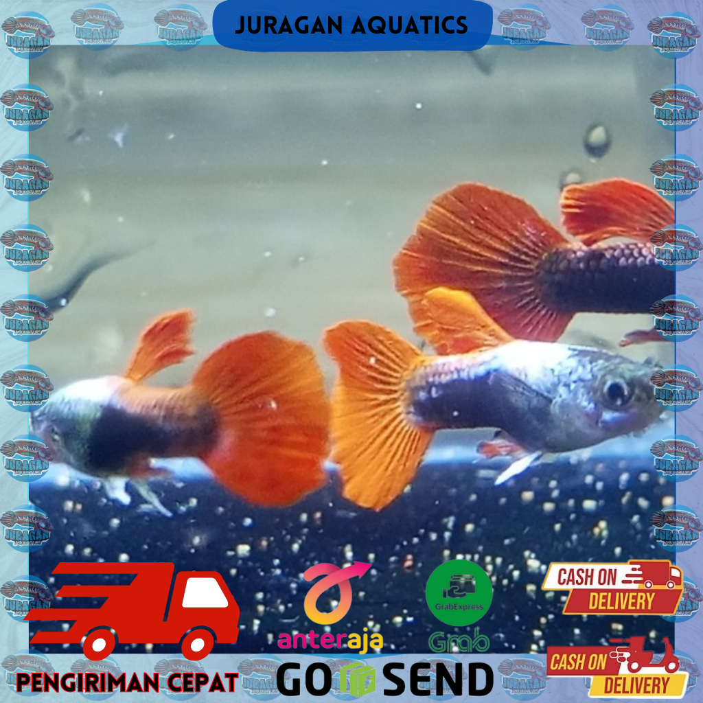 Jual Ikan Hias Guppy Platinum Red Tail Dumbo Ear Prtde Ikan Gavi Hias