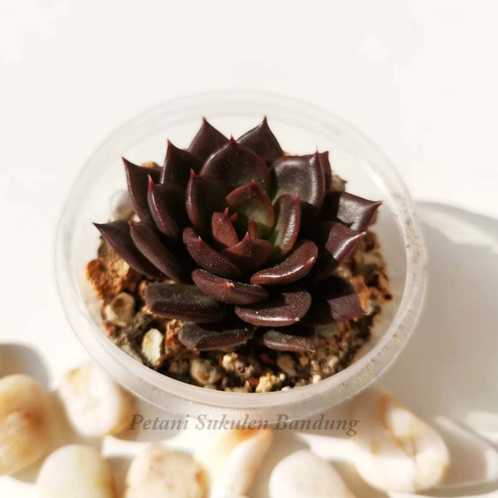 Jual sukulen black prince kaktus echeveria sekulen tanaman hidup mini ...